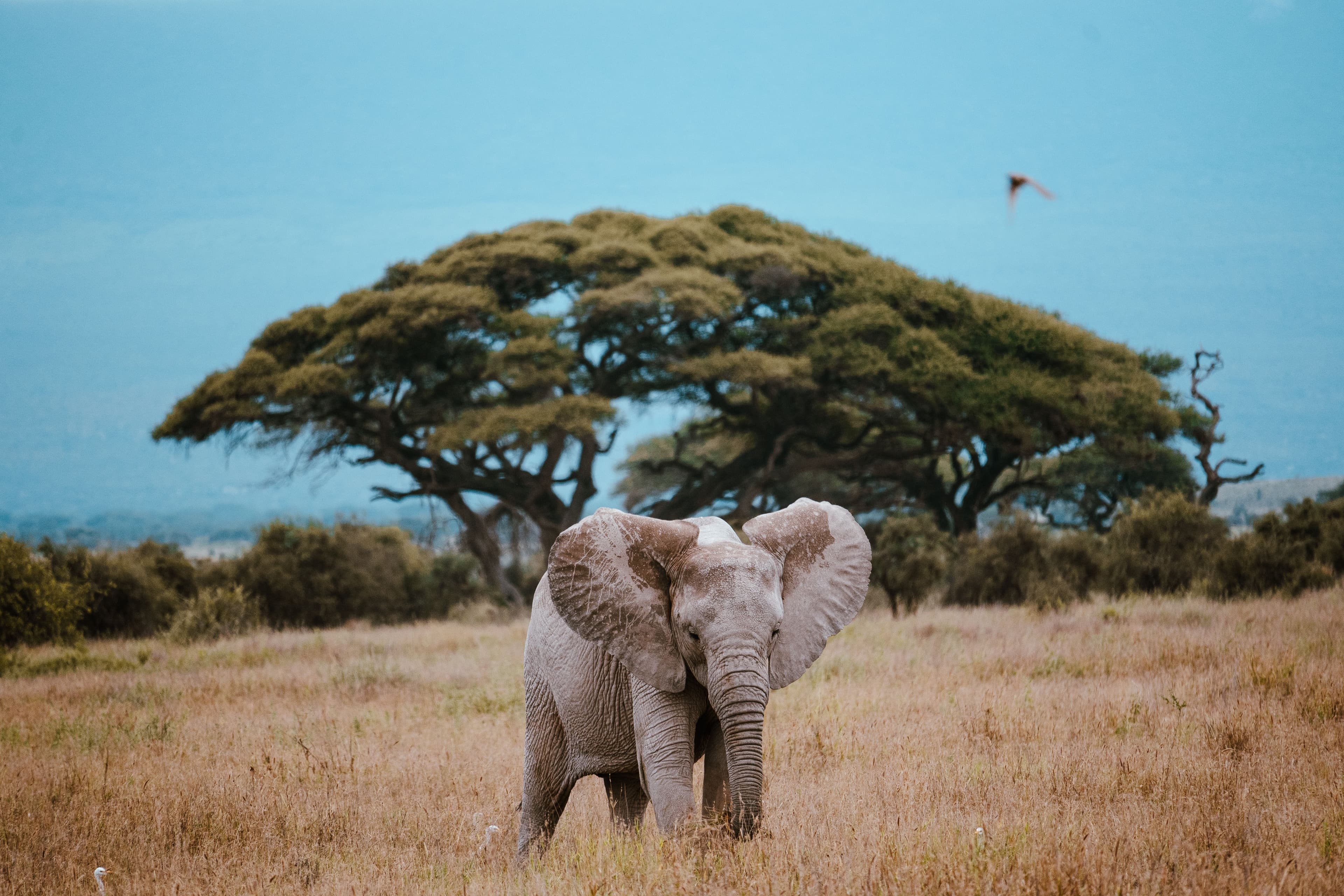 African elephant standing beneath an acacia tree on the Kenyan savannah