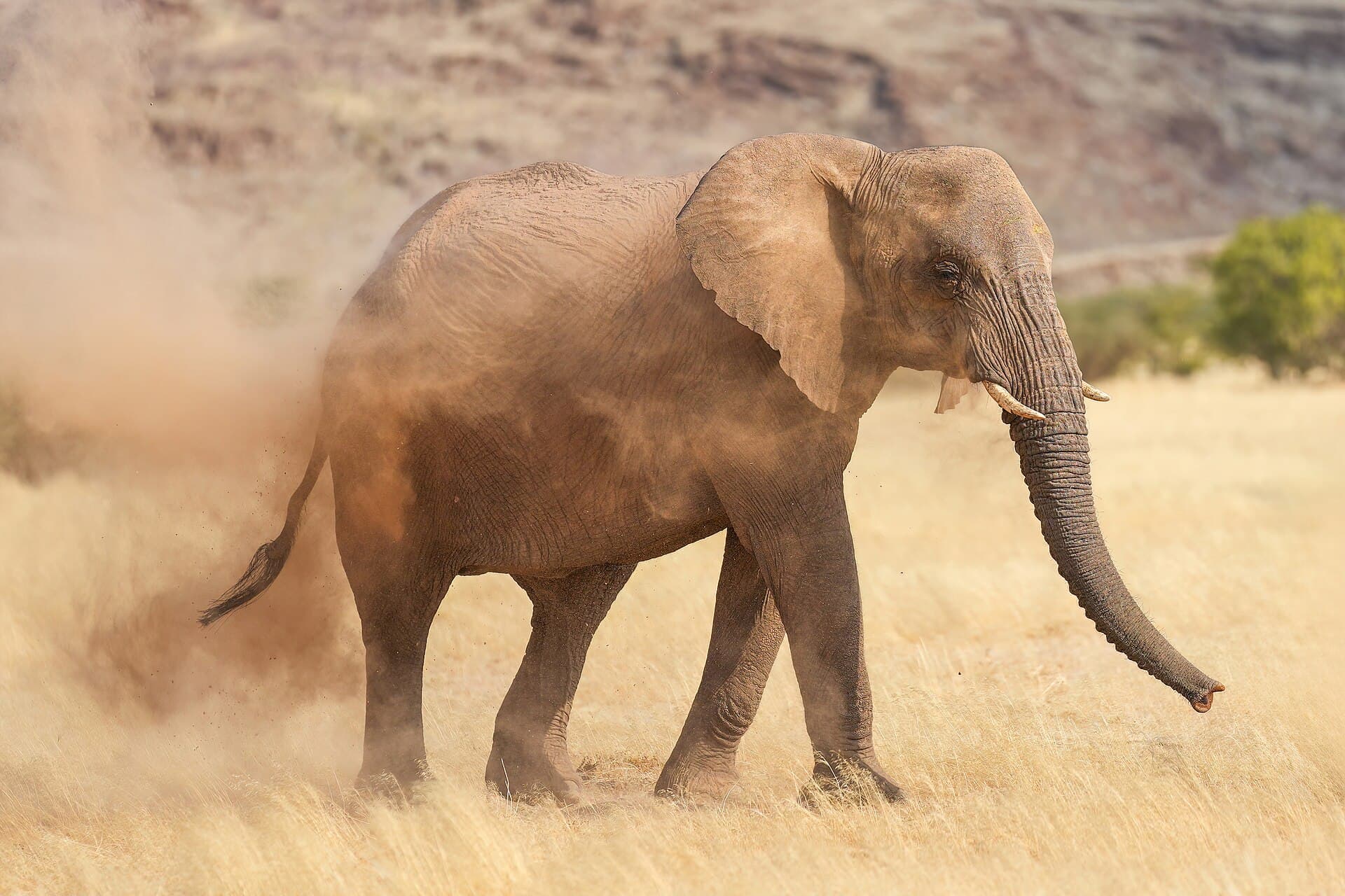 A desert-adapted elephant dust bathing in Damaraland