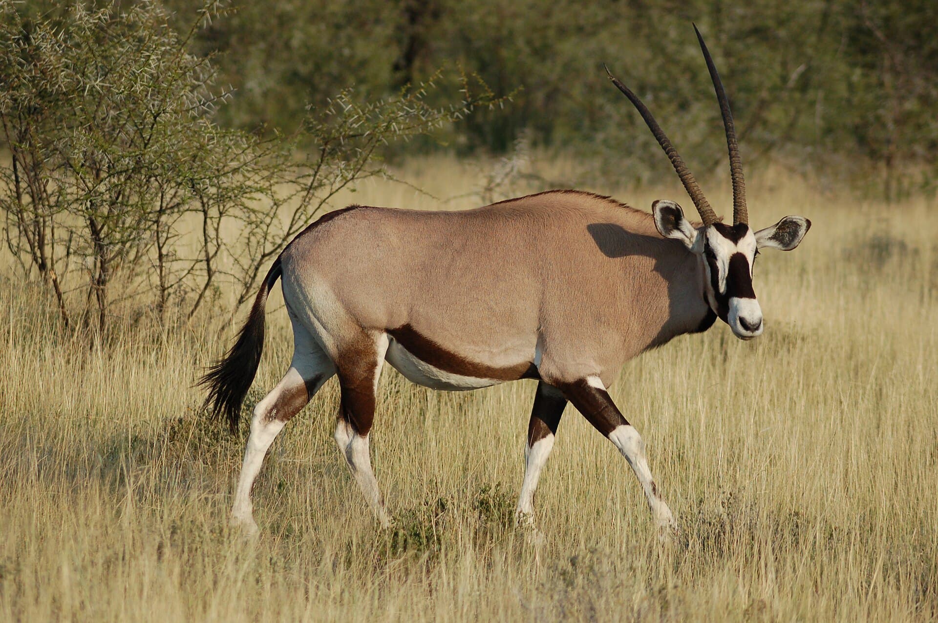 An oryx in Etosha National Park, Namibia