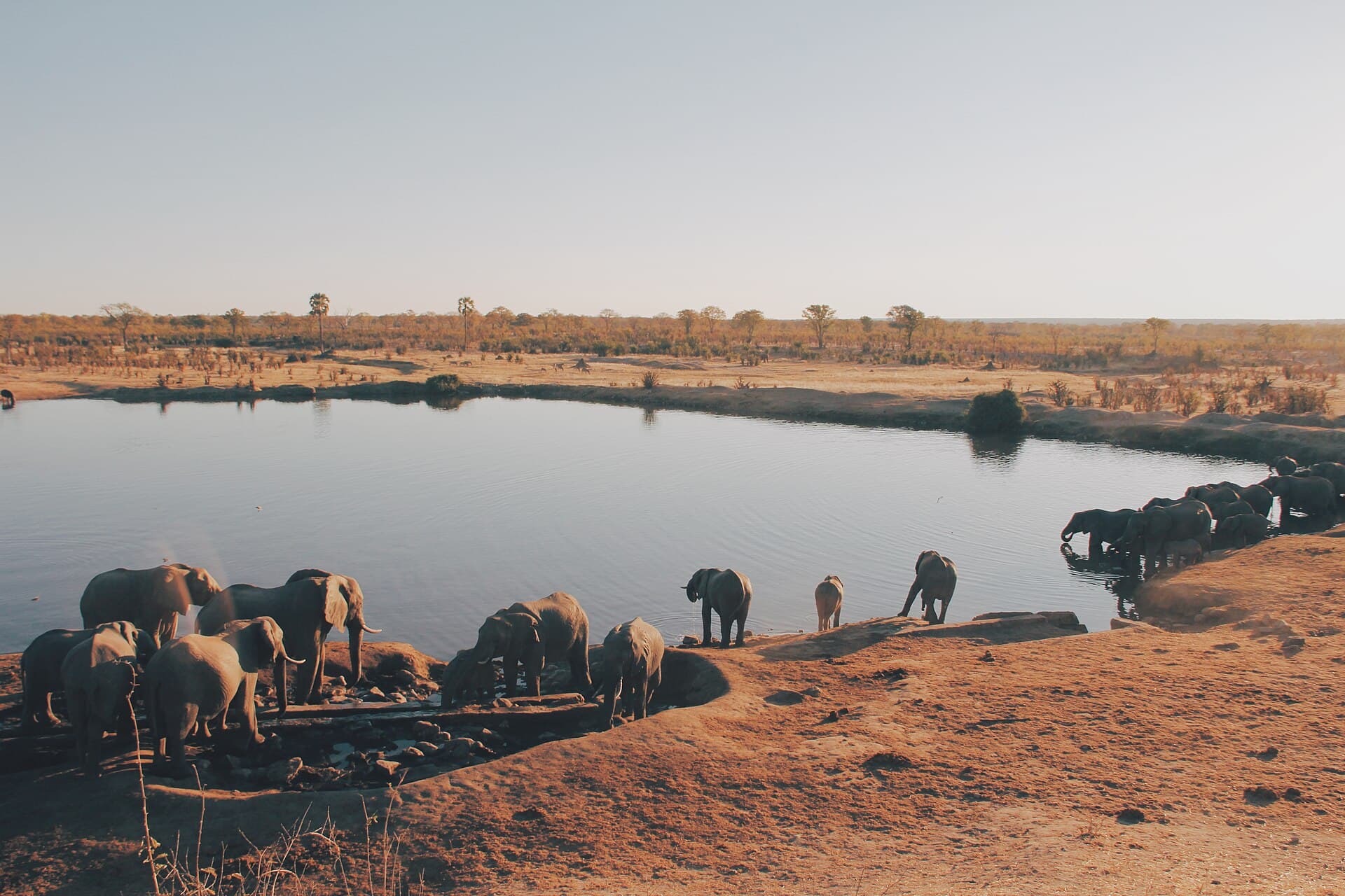 Elephants at a waterhole in Hwange National Park