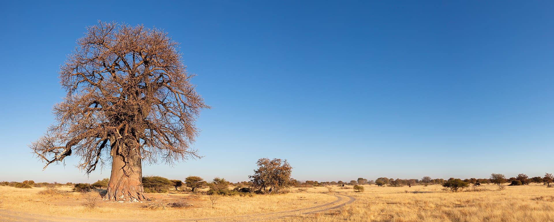 A baobab in the open landscape of Makgadikgadi Pans National Park