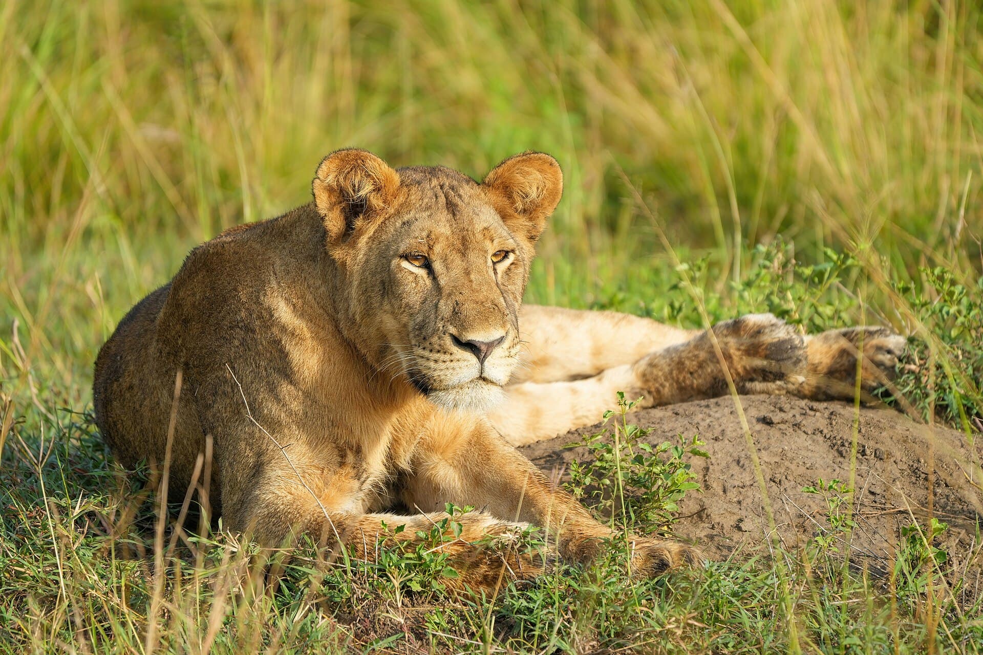 A lioness at golden hour in Queen Elizabeth National Park