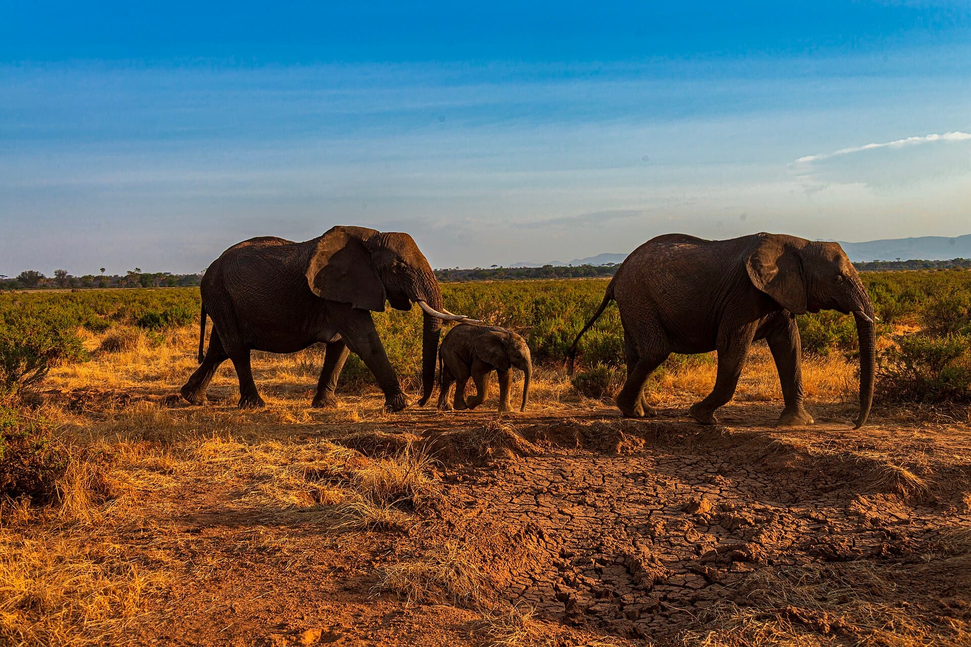 Elephants walking together in Samburu National Reserve, Kenya