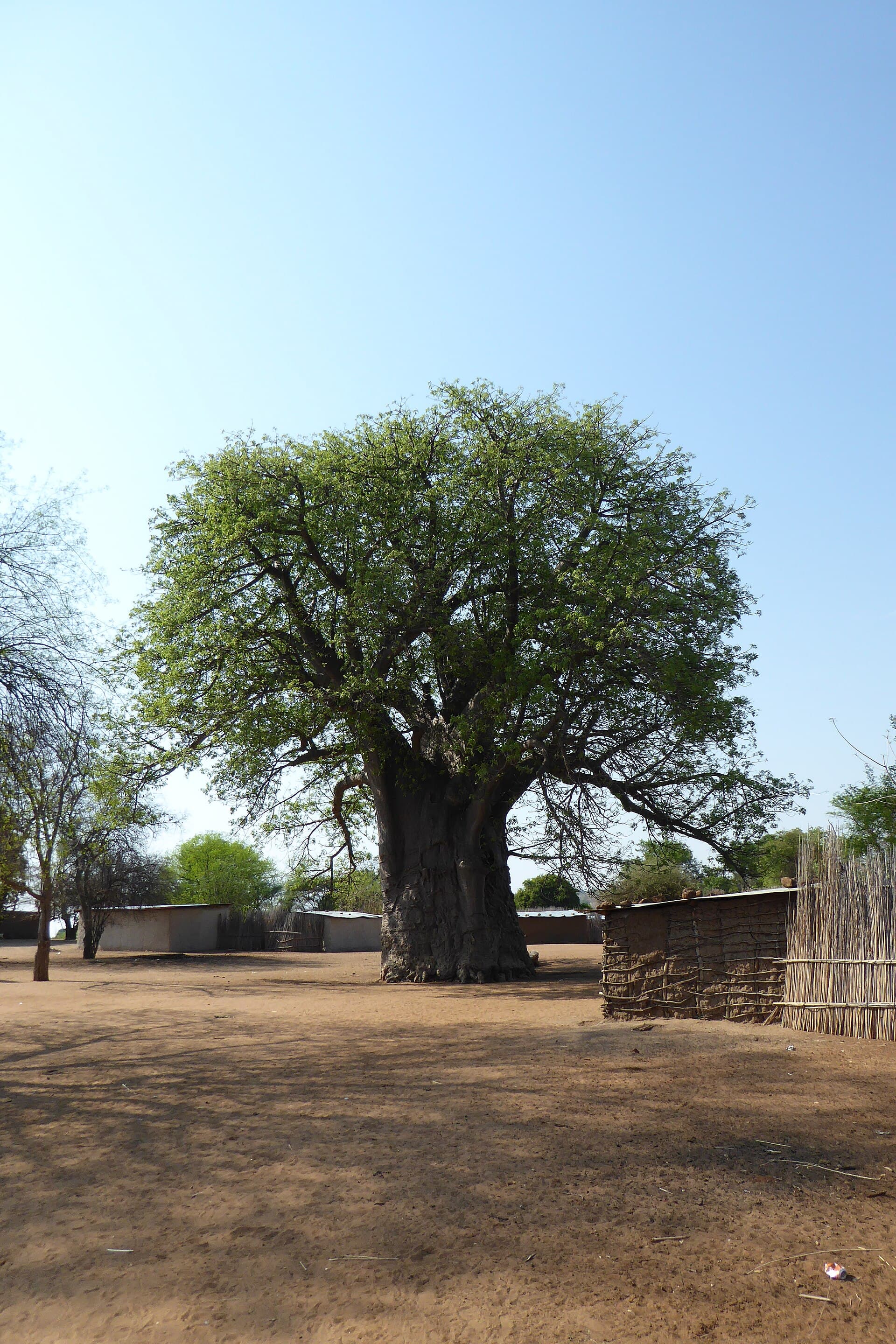 A baobab in Namibia's green Zambezi Region