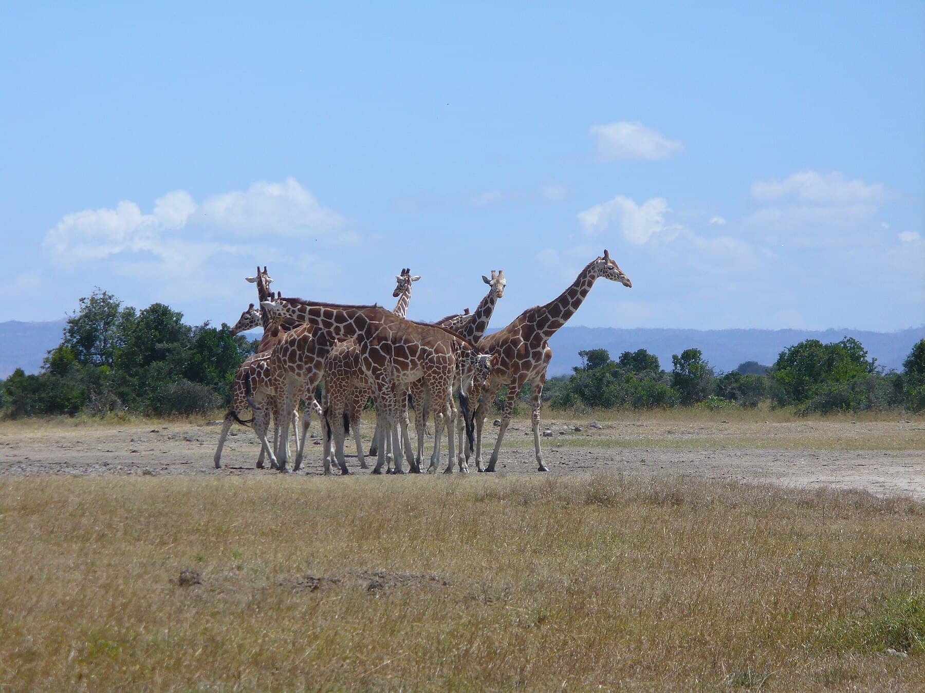 Reticulated giraffes in a Laikipia conservancy
