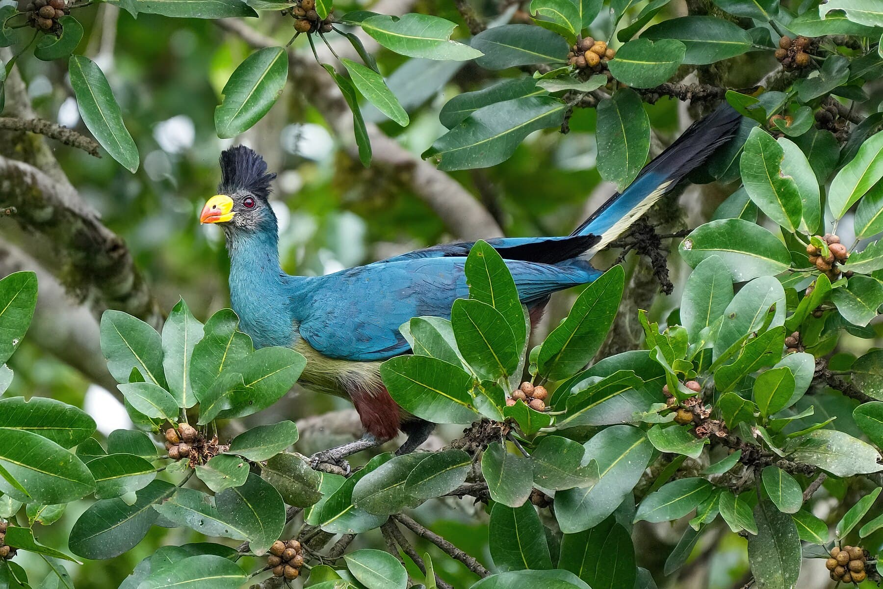 Forest birding