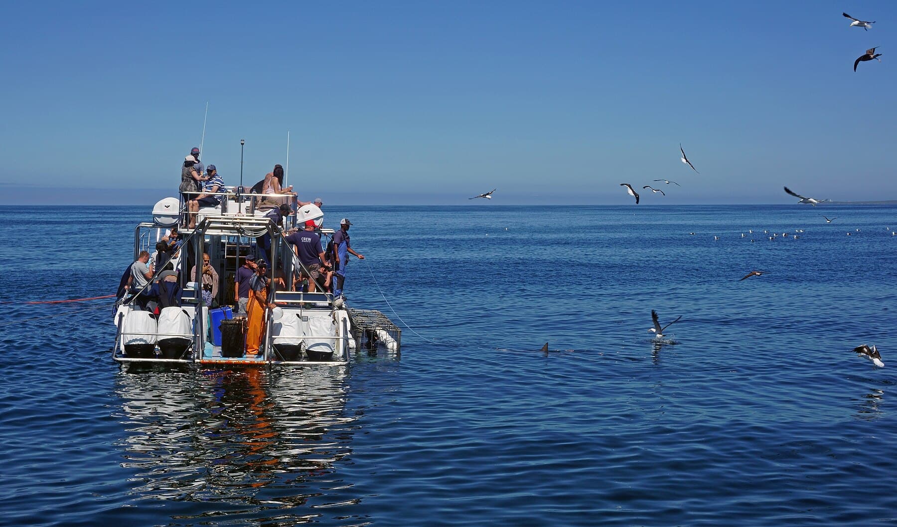 Marine expedition