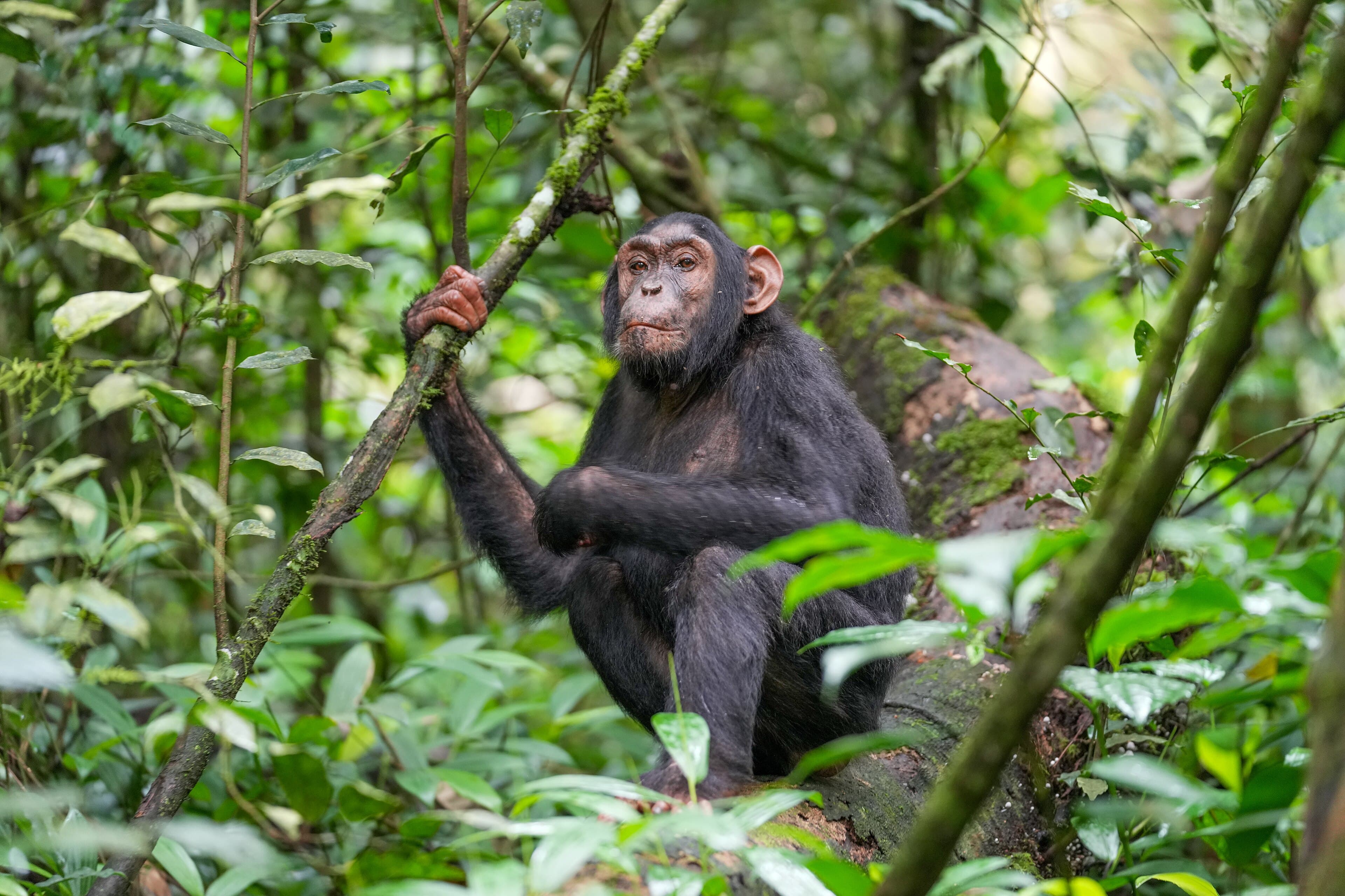 Chimpanzee tracking