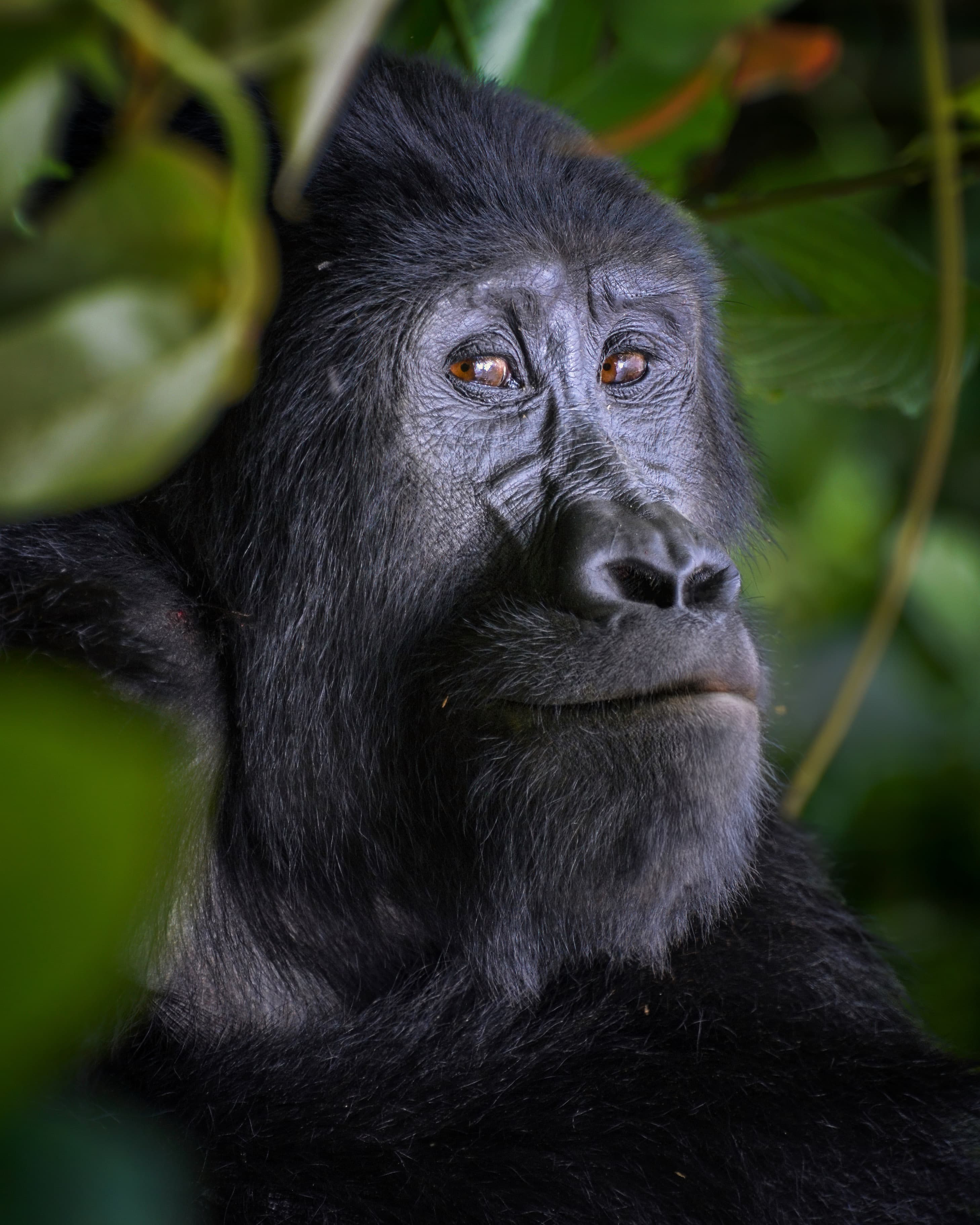 A mountain gorilla in Bwindi Impenetrable Forest, Uganda
