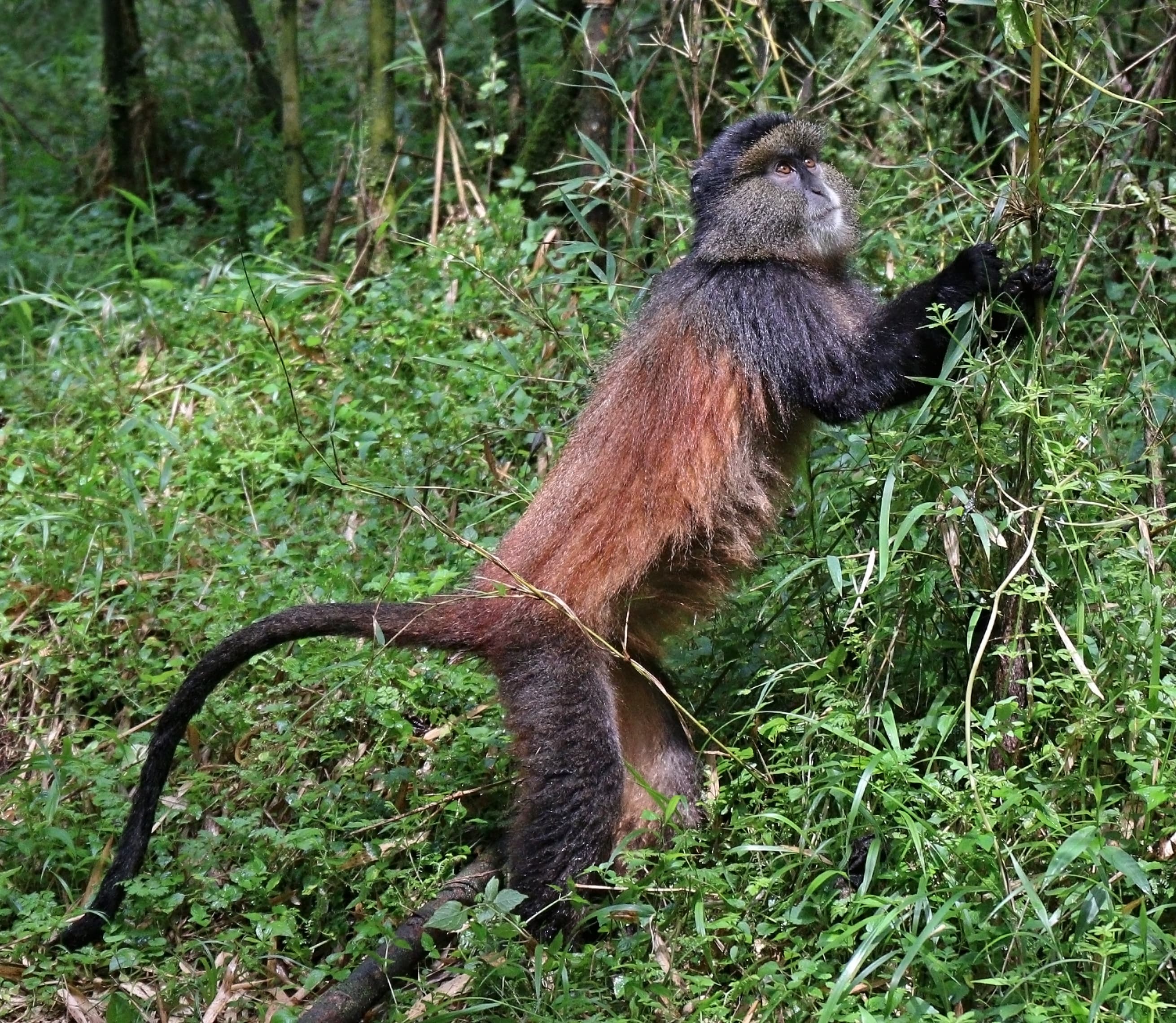 Golden monkey trekking