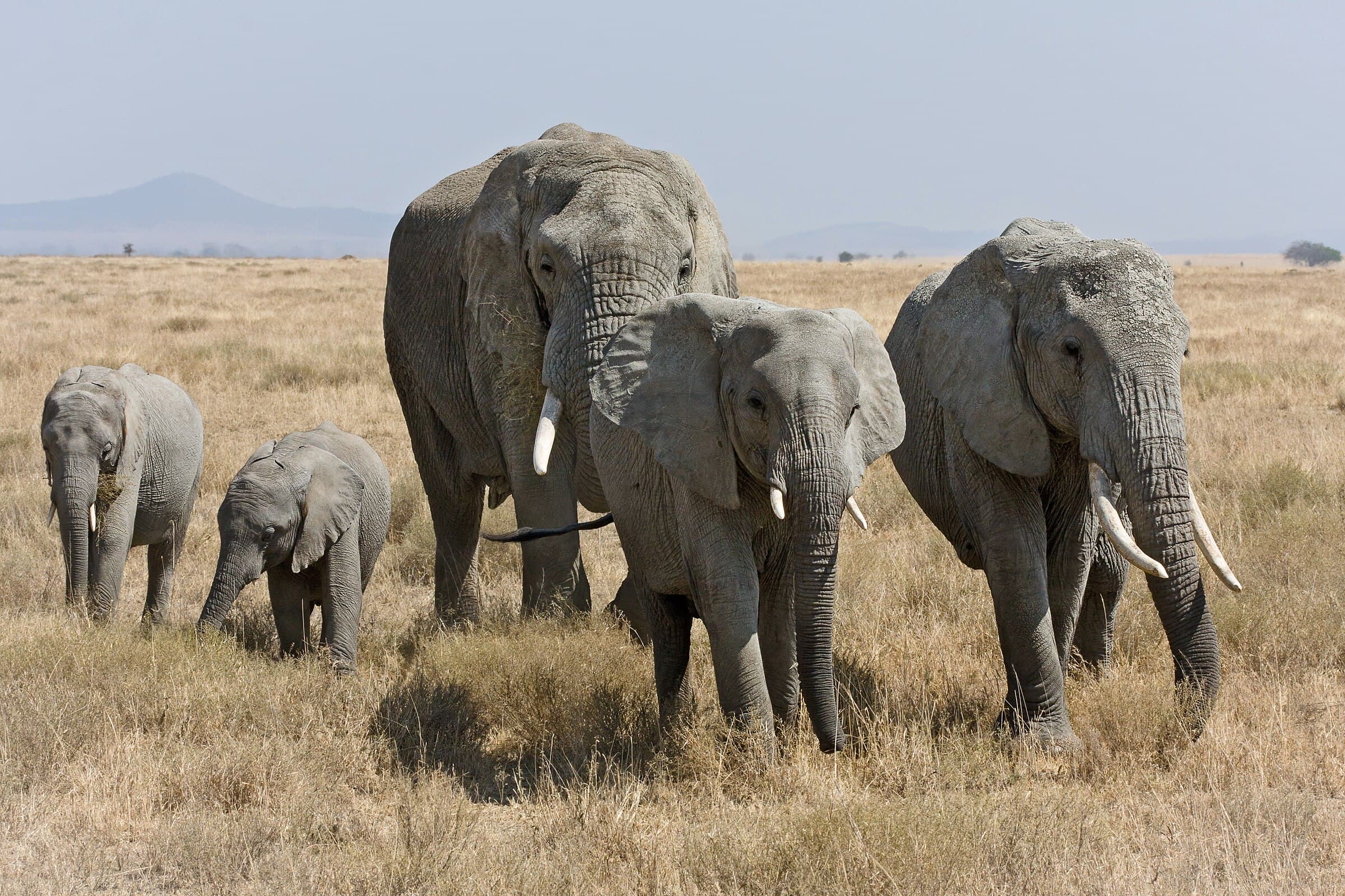 A multigenerational herd of African elephants crossing the Serengeti plains