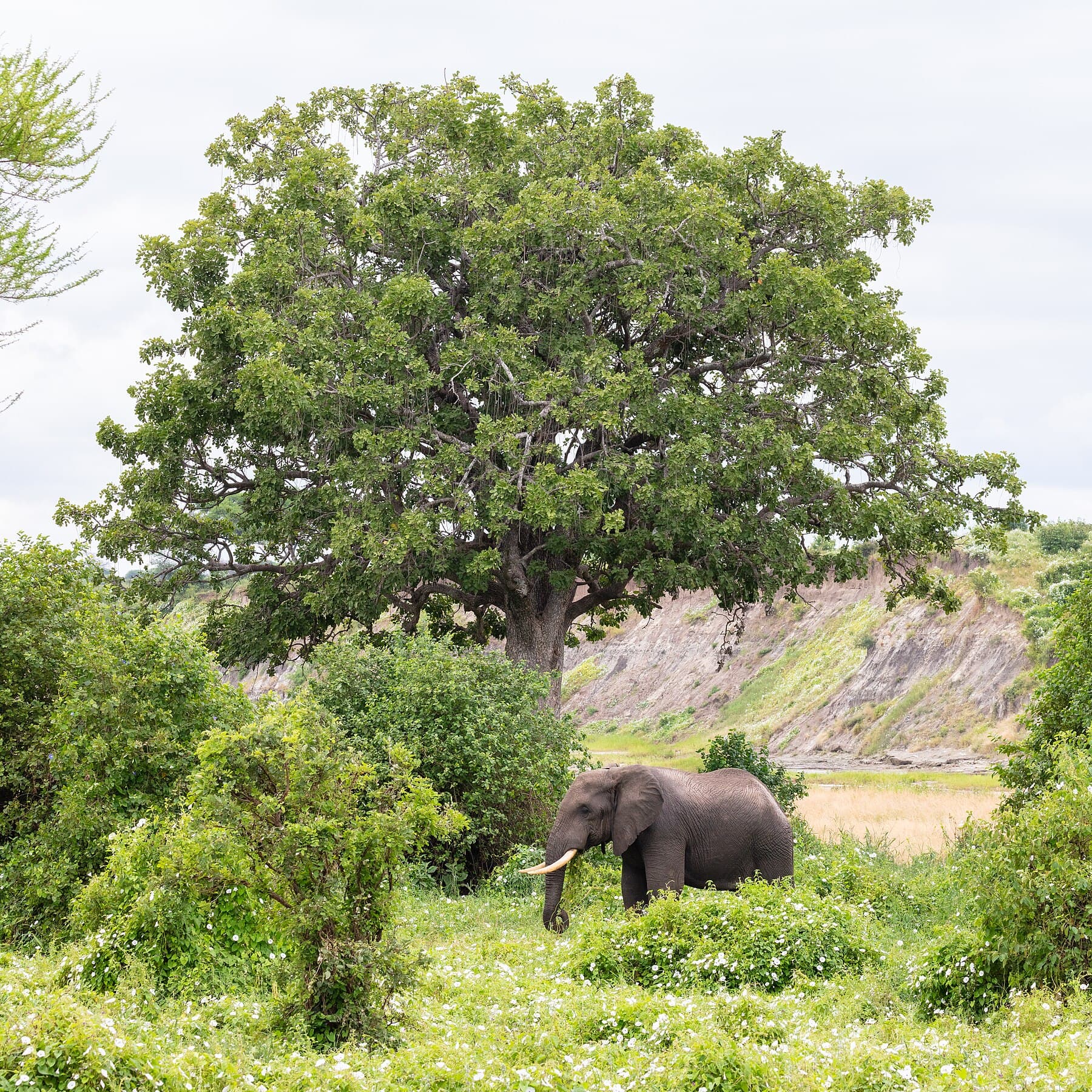 An elephant among the baobab landscapes of Tarangire National Park