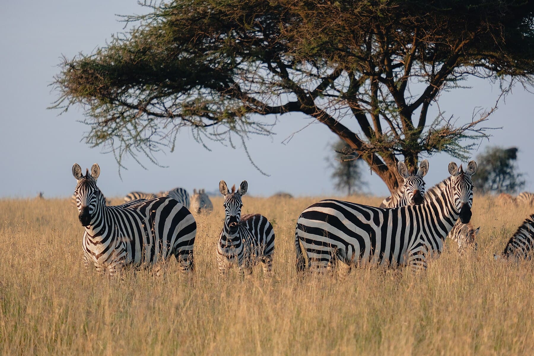 Travel in Tanzania