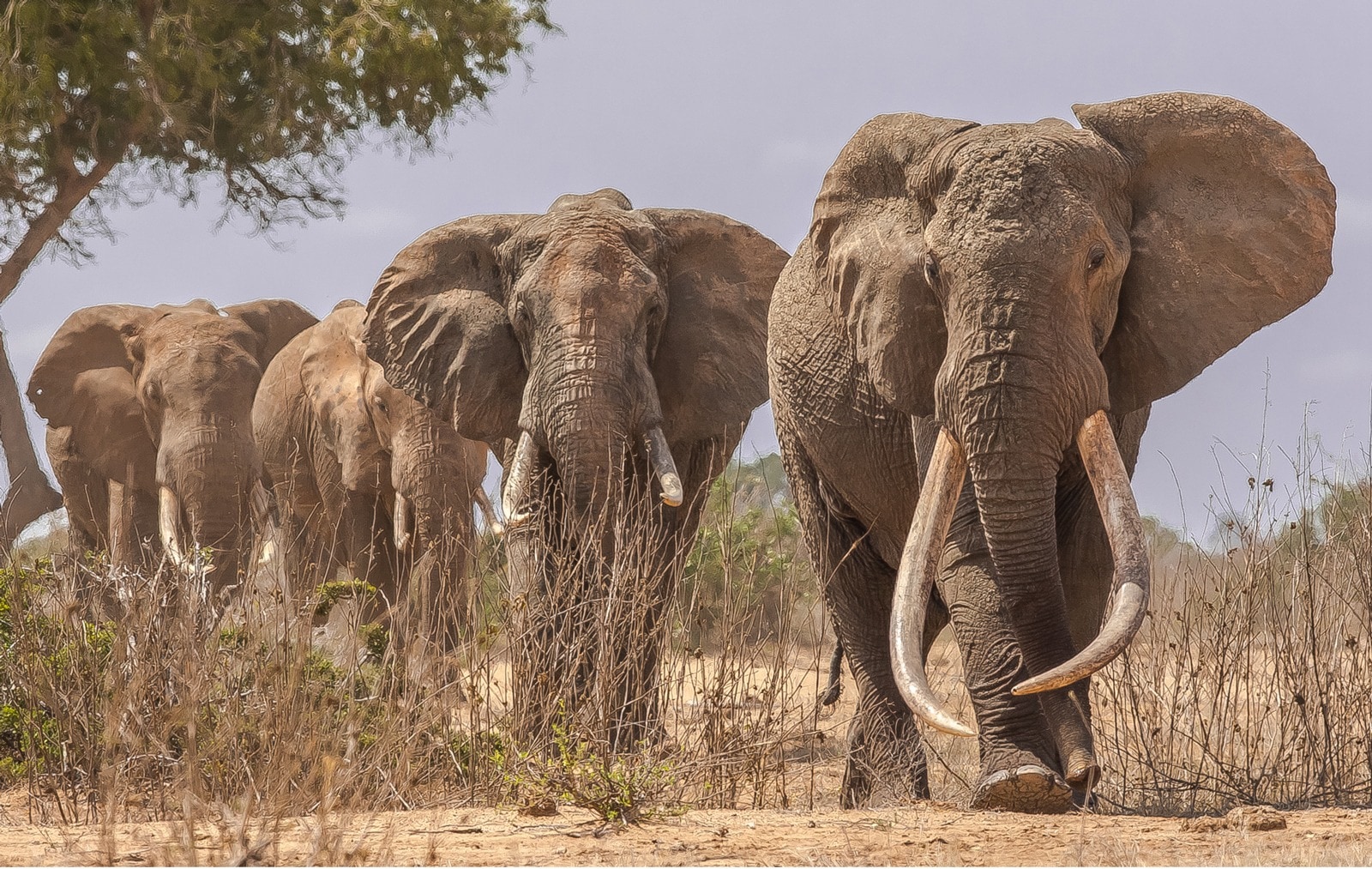 A herd of African elephants walking through dry bushland