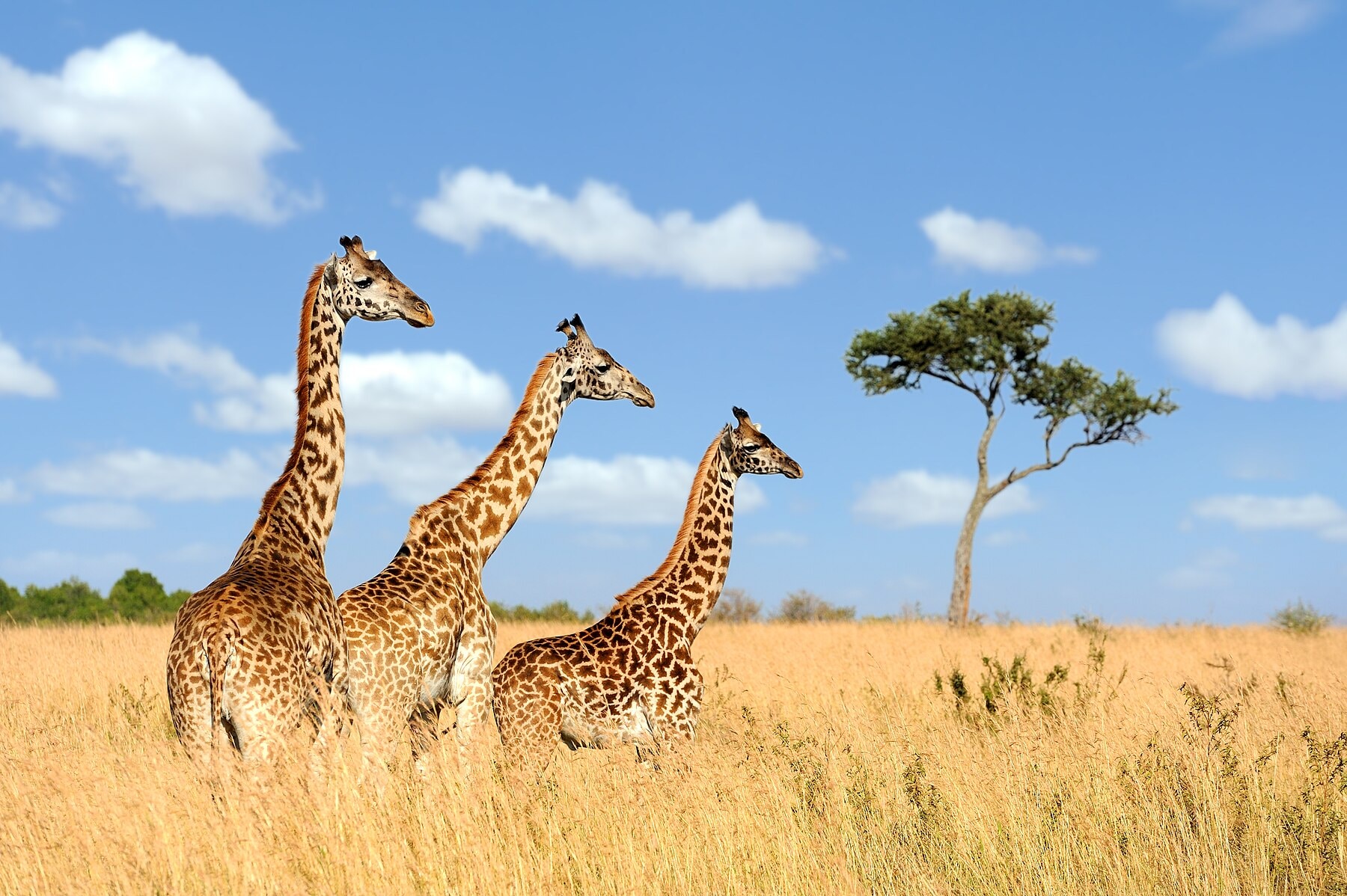 14 Days East Africa Luxury Journey