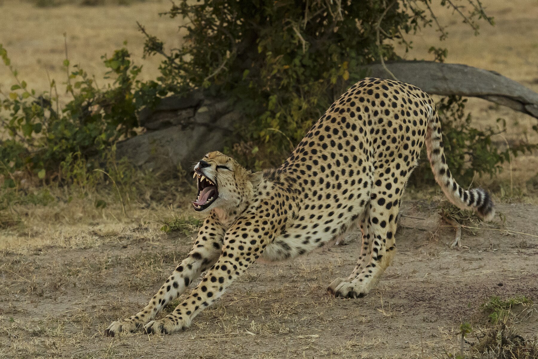 10 Days Kenya & Tanzania Safari