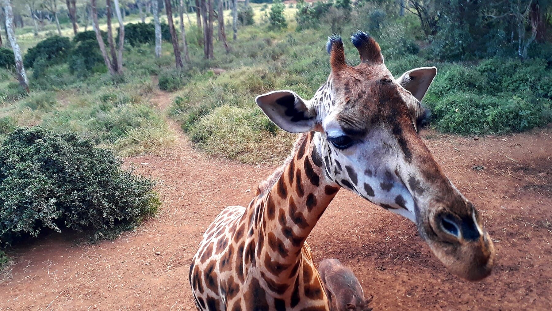 Giraffe Centre Nairobi