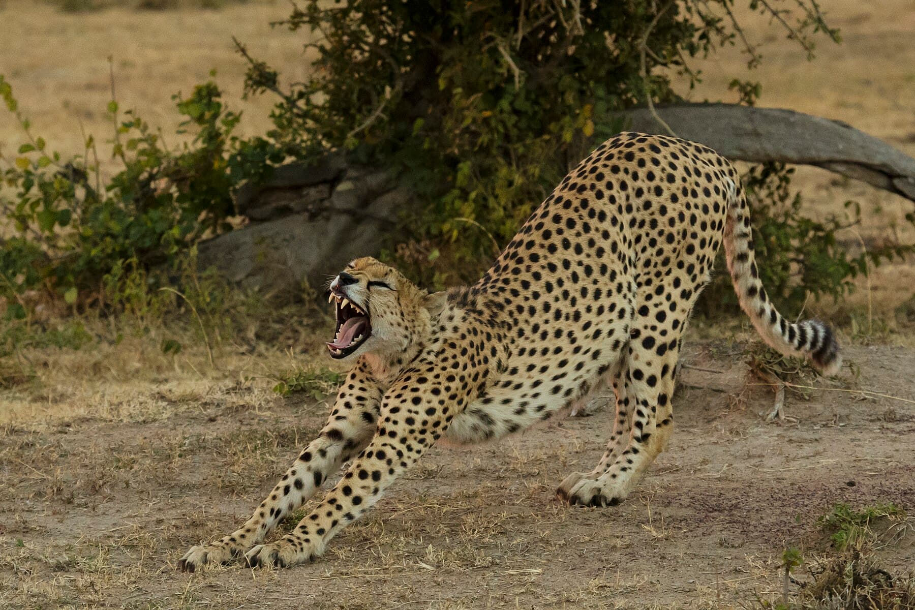 10 Days Kenya & Tanzania Safari