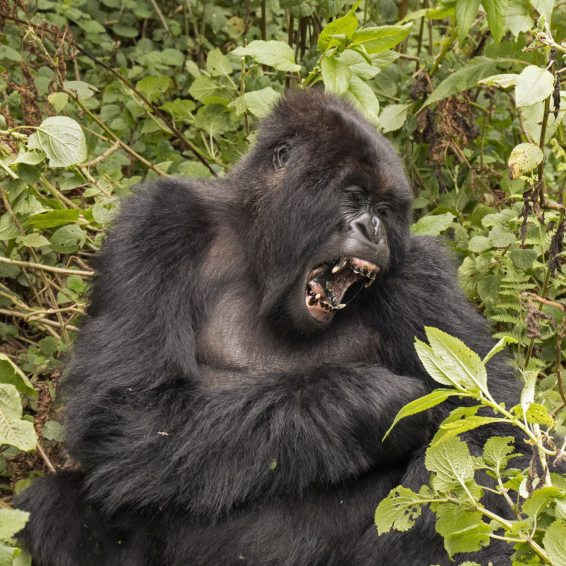 10 Days Rwanda Gorilla & Luxury Safari