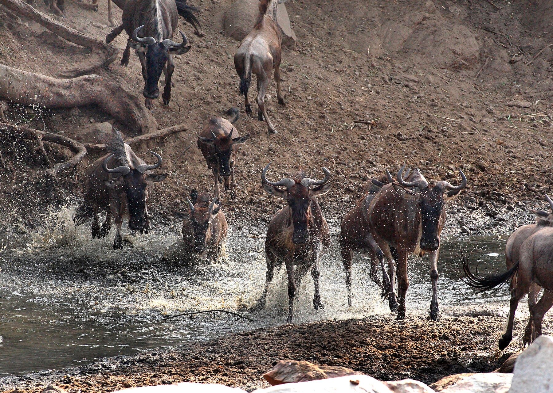 Wildebeest crossing the open plains of Serengeti National Park
