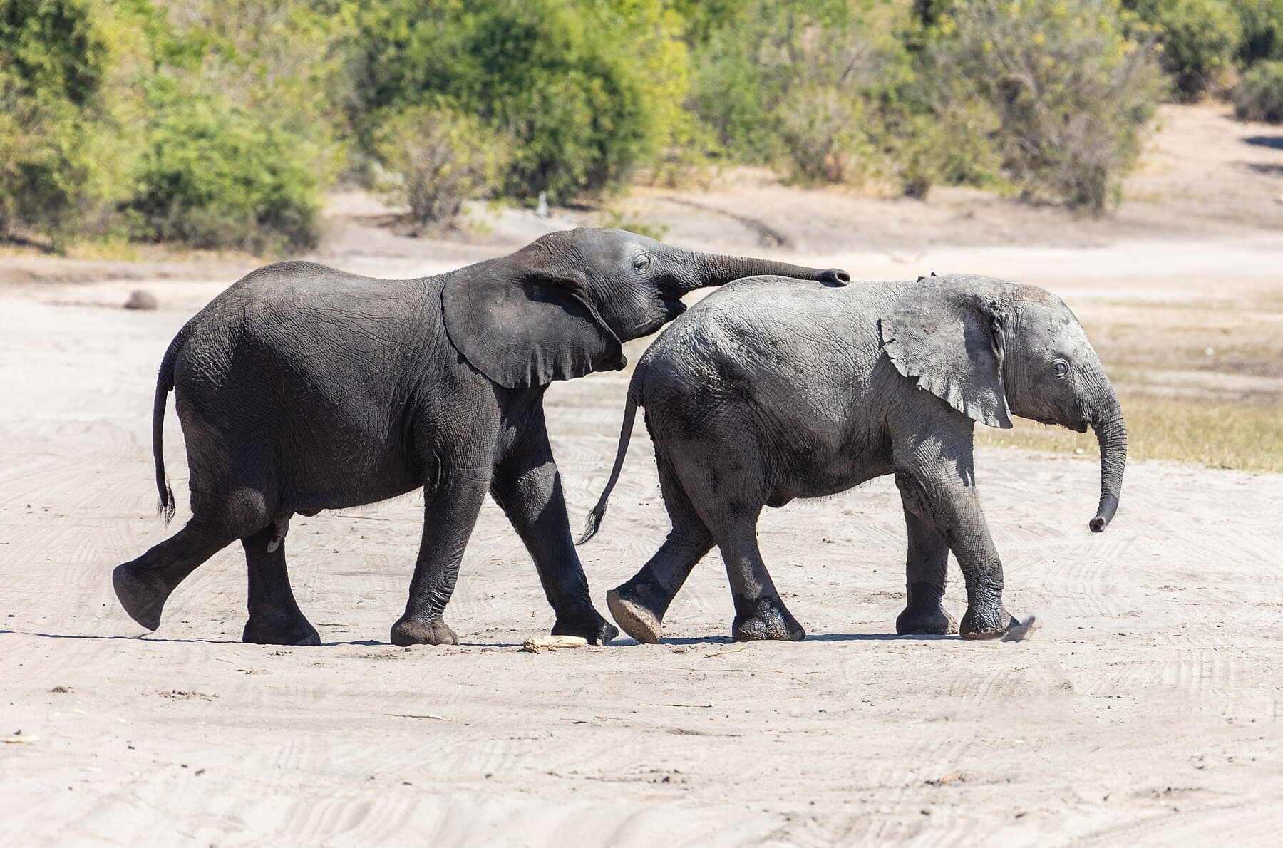 Botswana, in detail.